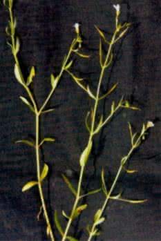 耳鼻喉科治疗咽喉炎 中草药图片大全 >> 耳鼻喉科 >> 鼻炎、咽喉炎用药篇