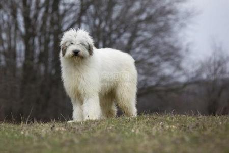 俄罗斯南部牧羊犬价格 俄罗斯南部牧羊犬