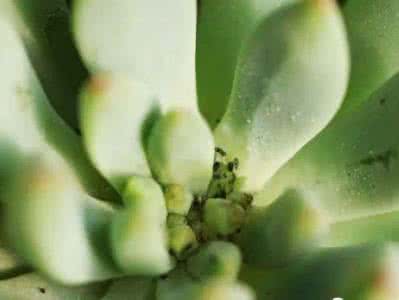 多肉植物病虫害防治 多肉植物常见病虫害 多肉植物常见病害及防治办法大全