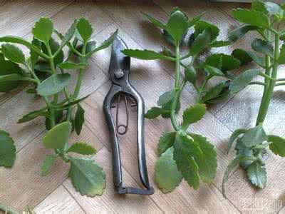 植物枝条扦插 一根枝条就能活,这些植物都适合扦插
