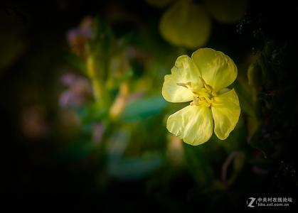 月见草什么时间吃最好 月见草什么时间吃？