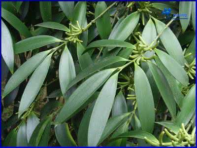 长叶竹柏 长叶竹柏（Podocarpus fleuryi ）