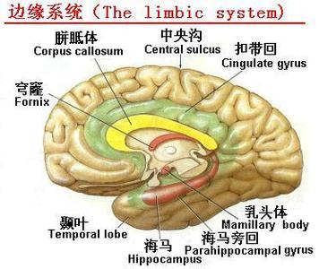 边缘系统名词解释 边缘系统