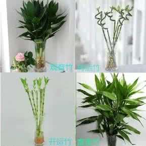 转运植物 哪些植物能转运