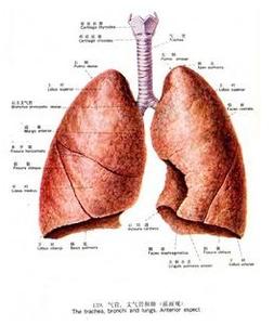 肺癌早期症状如何发现 肺癌早期症状如何发现 怎样发现早期肺癌信号
