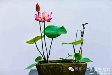 碗莲的种植方法 【新提醒】转 碗莲种植小小经验总结