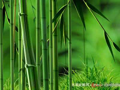 梦见竹子 竹子 梦见竹子_竹子