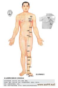 足太阴脾经 足太阴脾经及其主要腧穴