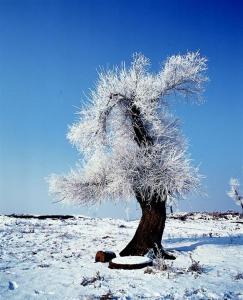 冬日雪景 小配件帮你拍出别样冬日雪景