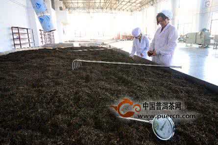 发酵的秘密 | 熟普篇（下）