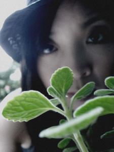 碰碰香的食用方法 碰碰香的食用方法 碰碰香|手指触碰后就会散发出舒适的香气,又香又好看还可以食用