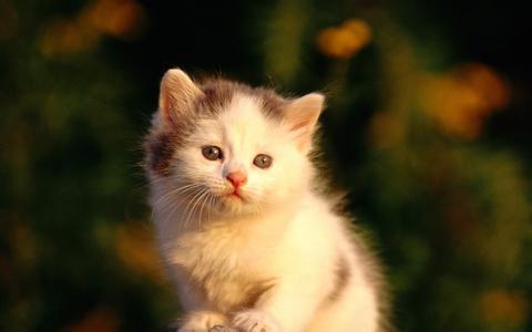 天龙八部手游宠物头衔 训练宠物猫咪衔物的方法