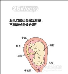 怀孕七个月胎儿图 孕7个月 怀孕第七个月胎儿和准妈妈的症状