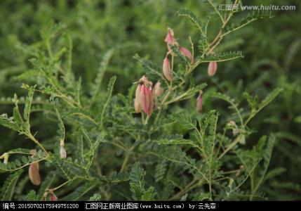 见黑毛柔术视频全集c 黑毛黄芪