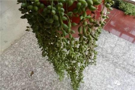 珍珠吊兰的养殖方法 珍珠吊兰的养殖办法