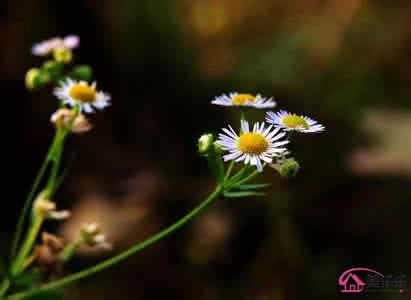 菊花枕头的功效与作用 菊花枕头的功效与作用 菊花枕头的功效与作用、配制方法