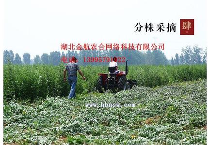 艾叶草 2016种艾草每亩收入 艾叶种植方法