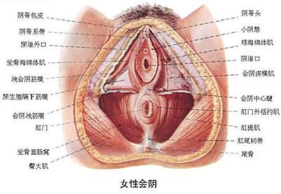 女性腰围标准尺寸 详解：女性私处的标准尺寸