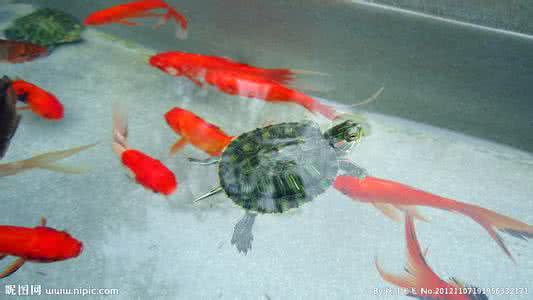 乌龟和金鱼能一起养吗 乌龟和金鱼能一起养吗 养宠物猫狗龟金鱼的那些事儿·合订本