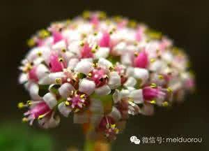 肉肉的花剑 肉肉开花了怎么办？该不该剪花剑？