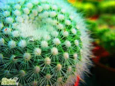 种植仙人球用什么土 浅谈仙人球种植用土及配比