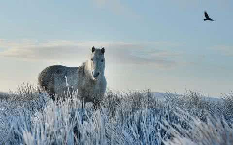 爱尔兰 爱尔兰 爱尔兰寒冬