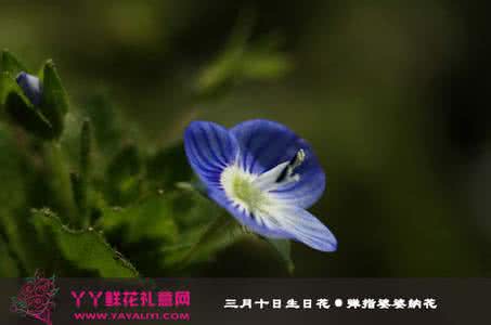 三月花语 三月，春里花语