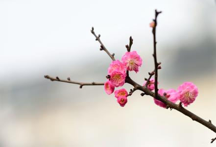 落梅著雨消残粉 落梅残瓣，暗香依然