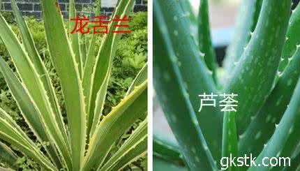 龙舌兰有什么功效 龙舌兰和芦荟的区别