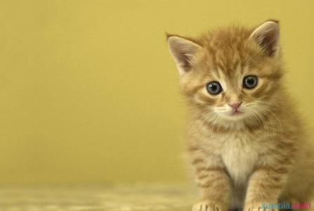 上班族养猫 怎样养猫 上班族怎么养猫？