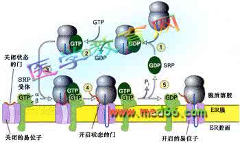 生物转运名词解释 生物转运