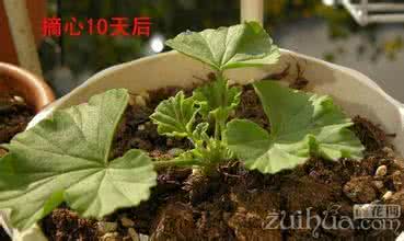 栀子花什么时候修剪 栀子花怎么修剪，什么时候修剪，栀子花的修剪方法