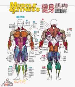 一目了然 哪项运动锻炼哪里,一目了然