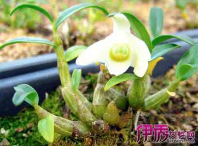 石斛怎么吃最好 石斛是好，究竟应该怎么吃？