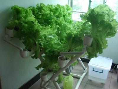 动漫窗台 窗台前利用透过的漫射光也能栽培生菜