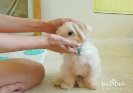 幼犬如何训练 如何训练幼犬坐？