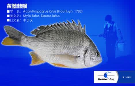 鲷鱼日语 鲷日语怎么说？