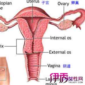 正常卵巢有几个卵泡 正常卵巢有几个卵泡 卵巢有几个呢