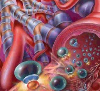 大蒜泡酒能畅通血管吗 多吃这些,可让人体血管清净畅通!