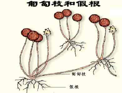 数学假根 假根