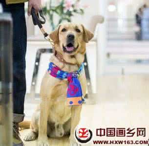 神犬小七都有什么狗 神犬小七2中的狗狗都是什么品种的