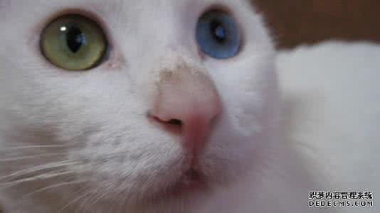 猫脱毛没精神怎么办 宠物猫脱毛怎么办