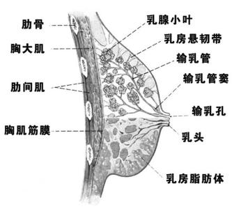 有没有乳房4a癌变的 乳房的毒素没有排出！必癌变!