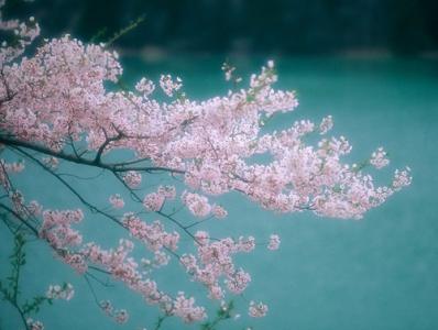 月光入水撒向我心海 月落心海.谁是谁的最爱【情感诗文】