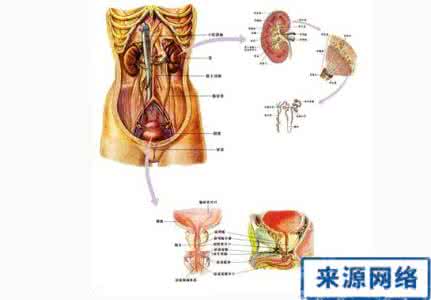 肾脏剖面图 人的排泄系统  肾和膀胱的剖面图  