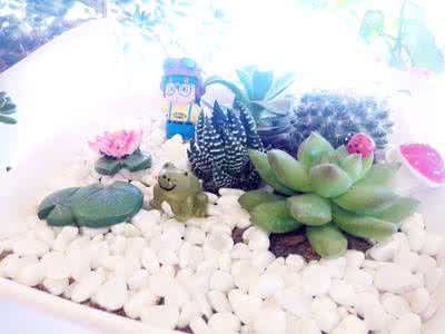 明灭夏之战 【多肉植物】夏之纪念,经验和教训