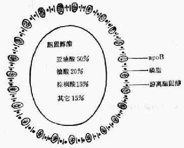 高密度脂蛋白和低密度 低密度脂蛋白 对低高密度脂蛋白的简介