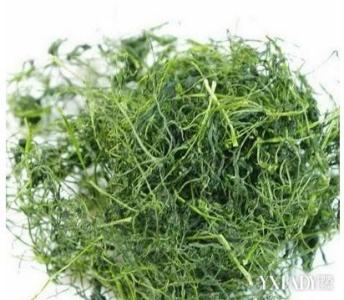 绞股蓝茶的功效与作用 绞股蓝茶的功效与作用 【绞股蓝的功效与作用】绞股蓝茶的好处
