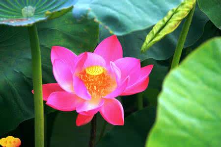 中晚年有福有钱的生肖 【生活感悟 - 有錢別省、有福別等、有愛別放、有氣別忍、有恨別記……說的真好！】