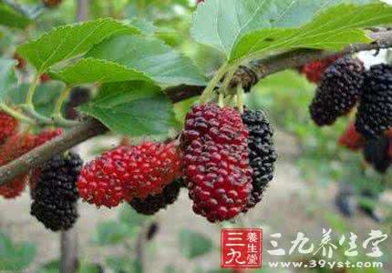 桑果酒的功效与作用 桑果的作用与功效（桑果）